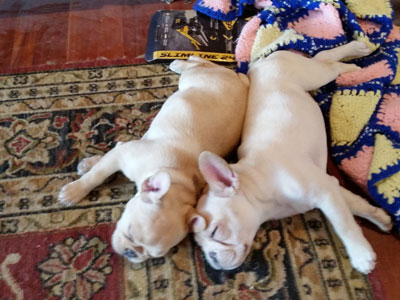2-frenchies-laying--back-to-back-in-study