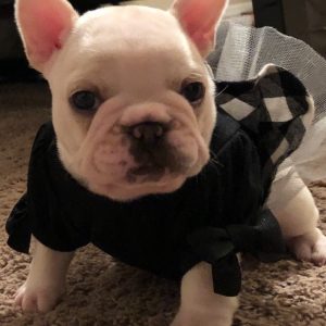 cute Pied Hether pup born sept 29 2019 at 6 weeks in dress